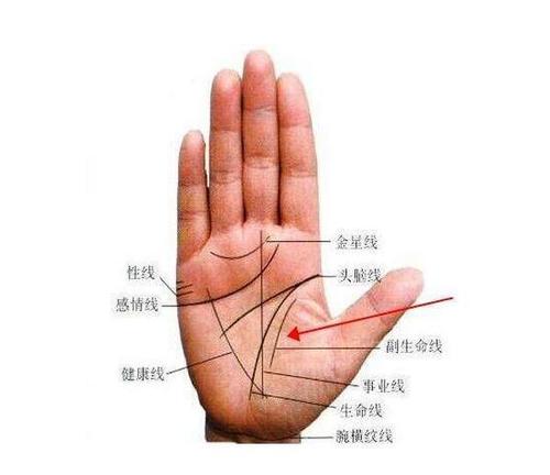 手是人类外在的头脑，可见手的长势对一个来说