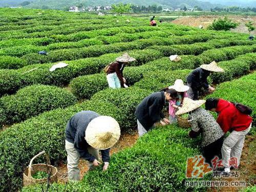 茗腾茶叶|南岳茶场茶文化的历史传承与传承